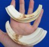 5-7/8 and 6-1/2 inches African Warthog Tusks for Sale, total 4 oz, 3.5 and 4.75 inches solid - Buy these 2 for $24.99 (Plus $8 first class mail)
