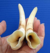 5-7/8 and 6-1/2 inches African Warthog Tusks for Sale, total 4 oz, 3.5 and 4.75 inches solid - Buy these 2 for $24.99 (Plus $8 first class mail)