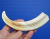 6-5/8 inches African Warthog Tusk for Sale, 2 oz, 3-1/2 inches solid - Buy this one for $14.99 (Plus $6.50 first class mail)