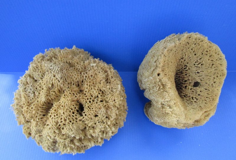 2 Large Sun Dried Natural Sea Sponges 10 and 81/2 inches wide