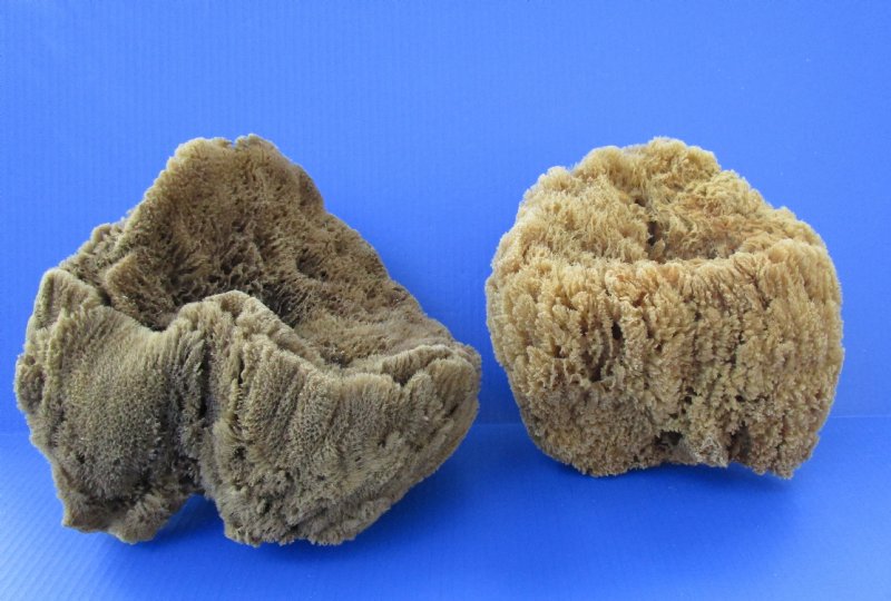Two Large Sea Sponges for Sale Natural, Unbleached 9 and 81/2 inches long