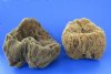 Two  Large Sea Sponges for Sale Natural, Unbleached 9 and 8-1/2 inches long - You are buying the 2 pictured for $15 each