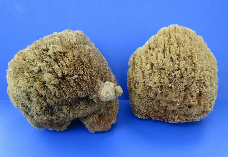 Two Large Sea Sponges for Sale Natural, Unbleached 9 and 81/2 inches long