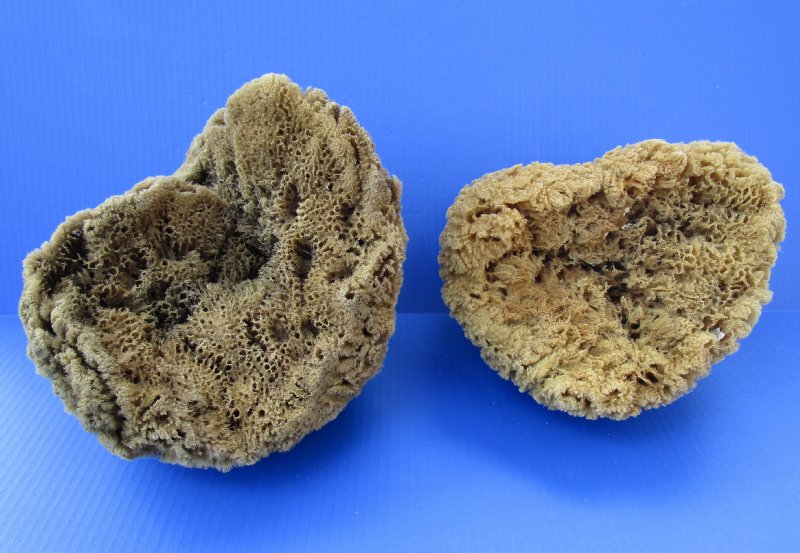 Two Large Sea Sponges for Sale Natural, Unbleached 9 and 81/2 inches long