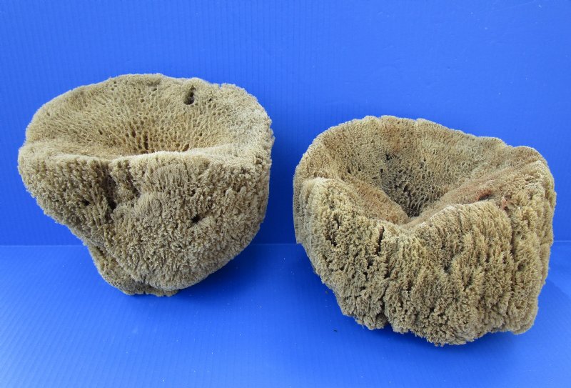 Two Large Unbleached Sea Sponge for Sale 10 and 87/8 inches wide,