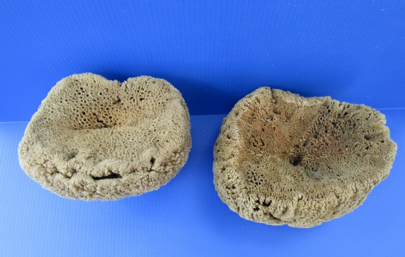 Two Large Unbleached Sea Sponge for Sale 10 and 87/8 inches wide,