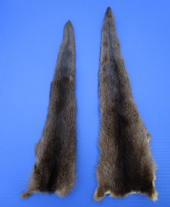River Otter Tails