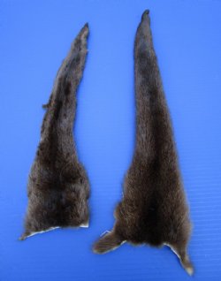 2 Soft Tanned River Otter Tails for Sale 16 and 18 inches long - Buy the 2 pictured for $15 each