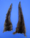 2 Soft Tanned River Otter Tails for Sale 16 and 18 inches long - Buy the 2 pictured for $15 each