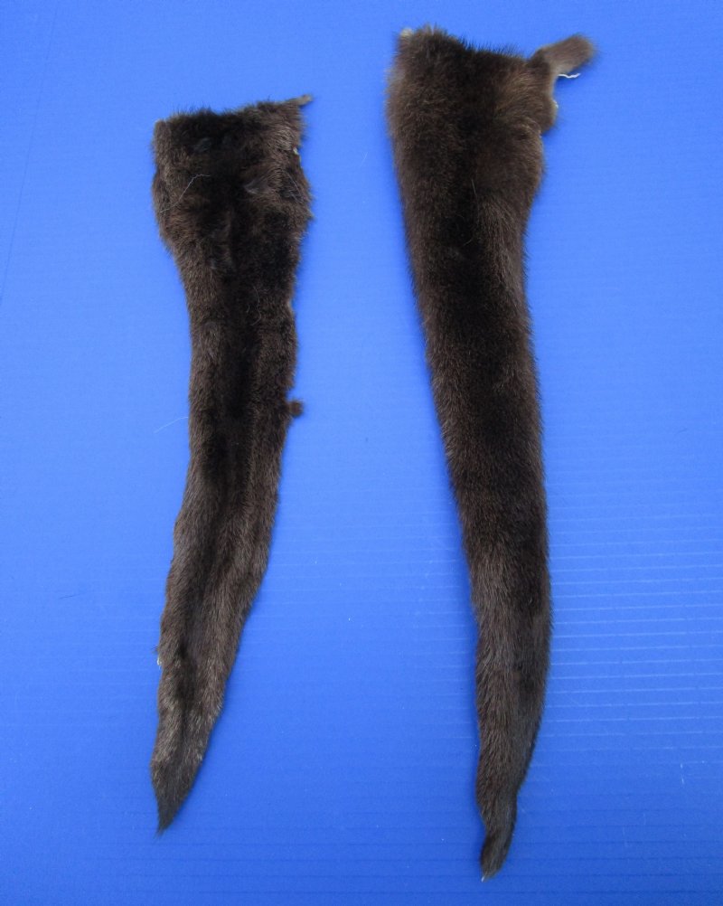 2 Soft Tanned River Otter Tails for Sale 16 and 18 inches long - Buy the 2  pictured for $15 each