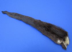 Soft Tanned River Otter Tails for Sale, 18 inches long - buy this one for <font color=red>$17.99</font> Plus $5.00 First Class Mail