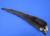 Soft Tanned River Otter Tails for Sale, 18 inches long - buy this one for <font color=red>$17.99</font> Plus $5.00 First Class Mail