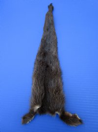 Soft Tanned River Otter Tails for Sale, 18 inches long - buy this one for <font color=red>$17.99</font> Plus $5.00 First Class Mail