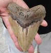 6-1/8 inches <font color=red> Giant</font> Real Megalodon Fossil Shark Tooth for Sale from Huge Extinct Shark - Buy this one for $395.00 (Shipped Signature Required)
