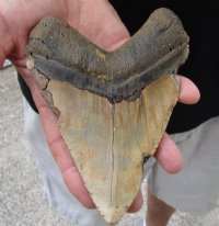 6-1/8 inches <font color=red> Giant</font> Real Megalodon Fossil Shark Tooth for Sale from Huge Extinct Shark - Buy this one for $395.00 (Shipped Signature Required)