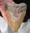 6 inches <font color=red> Giant</font> Real Megalodon Shark Tooth from an Extinct Shark - Buy this one for $395.00 (Shipped Signature Required)