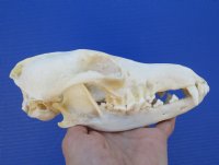 North American Coyote Skull (some missing teeth) 7-1/2 by 3-1/2 inches - Buy this one for $32.99