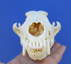 North American Coyote Skull (some missing teeth) 7-1/2 by 3-1/2 inches - Buy this one for $32.99