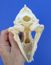 North American Coyote Skull (some missing teeth) 7-1/2 by 3-1/2 inches - Buy this one for $32.99