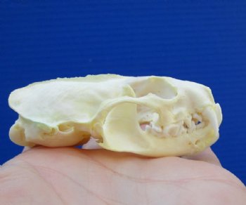 2-3/4 inches North American Mink Skull for Sale for $19.99