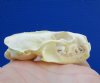 2-3/4 inches North American Mink Skull for Sale - You are buying this one for <font color=red>24.99</font> Plus $5.50 1st Class Mail