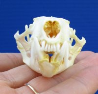 2-3/4 inches North American Mink Skull for Sale for $19.99