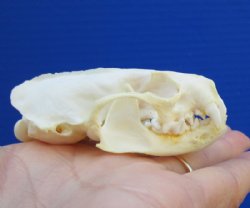 2-5/8 inches American Mink Skull for Sale for $19.99