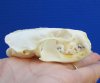 2-5/8 inches American Mink Skull for Sale - You are buying this one for <font color=red>$24.99</font> Plus $6.50 1st class mail shipping 