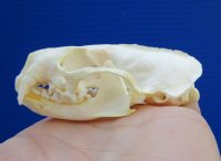 2-5/8 inches American Mink Skull for Sale for $19.99