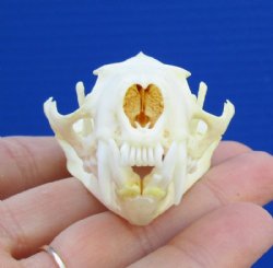 2-7/8 inches American Mink Skull for Sale for $19.99