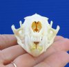 2-7/8 inches American Mink Skull for Sale - You are buying this one for <font color=red>$24.99 </font> Plus $5.501st class mail shipping