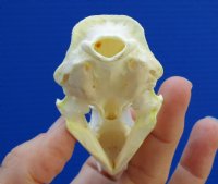 2-7/8 inches American Mink Skull for Sale for $19.99