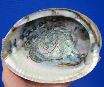 5-3/4 by 4-1/2 inches Natural green abalone shell -<font color=red> $14.99</font> Plus $8.00 Postage