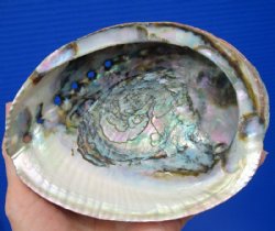 5-3/4 by 4-1/2 inches Natural green abalone shell -<font color=red> $14.99</font> Plus $7.50 Postage