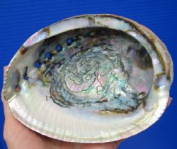 5-3/4 by 4-1/2 inches Natural green abalone shell -<font color=red> $14.99</font> Plus $8.00 Postage