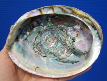 6 by 5-1/2 natural green abalone shell for sale for $16.99