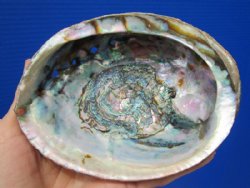 6 by 5-1/2 natural green abalone shell for sale - Buy this one for <font color=red>$16.99</font> Plus $7.50 1st Class Mail