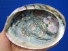 6 by 5-1/2 natural green abalone shell for sale - Buy this one for <font color=red>$16.99</font> Plus $6.25 1st Class Mail