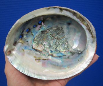 5-1/2 by 4-1/2 inches natural green abalone shell for smudging - <font color=red> $14.99</font> Plus $8.00 Postage