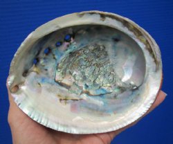 5-1/2 by 4-1/2 inches natural green abalone shell for smudging - <font color=red> $14.99</font> Plus $8.00 Postage