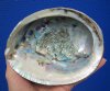 5-1/2 by 4-1/2 inches natural green abalone shell for sale - Buy this one for <font color=red> $14.99</font> Plus $6.25 1st Class Mail