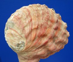 7-3/8 x 6 inches Huge Red Abalone Shell for Sale (has calcium) for $25.99