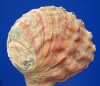 7-3/8 x 6 inches Huge Red Abalone Shell for Sale (has calcium) for $25.99