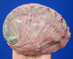 6-1/2 by 4-7/8 inches Large red abalone shell for $21.99
