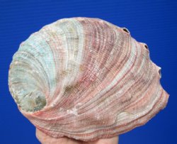 6-3/4 by 5-1/8 inches Natural Large Red Abalone Shell for $21.99