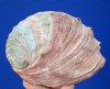 6-3/4 by 5-1/8 inches Natural Large Red Abalone Shell for $21.99
