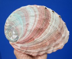 6-1/2 x 5 inches Large Red Abalone Shell for Smudging and Decorating - You are buying this one for $21.99