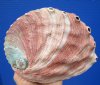 6-1/4 by 5 inches Red Abalone Shell for Smudging for $21.99