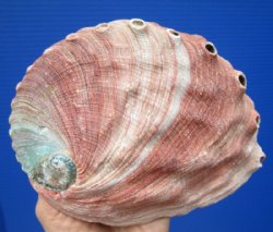 6-1/4 by 5 inches Red Abalone Shell for Smudging for $21.99