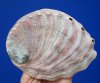5-1/4 by 4-1/4 inches red abalone shell for<font color=red> $17.99</font> Plus $7.50 Postage